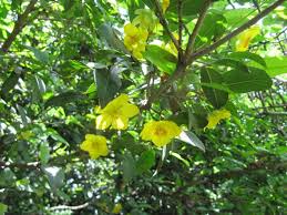 Image result for Ochna natalitia