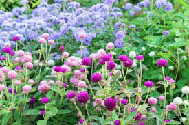 Image result for Sphaeranthus gomphrenoides