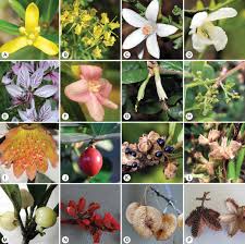 Image result for Rutaceae