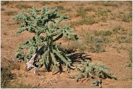 Image result for Plinthus karooicus