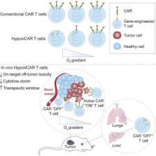 An animal cell is like a car. Hypoxia Sensing Car T Cells Provide Safety And Efficacy In Treating Solid Tumors Sciencedirect