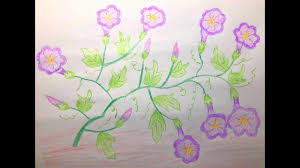 44 english and chinese morning glory 牵牛花 morning glory painting art