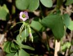 Image result for Oxalis semiloba