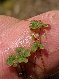 Image result for Azolla filiculoides