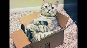 A fat cat in gorbio who blends so beautifully into the wall. Fat Cat With Box Compilation 2016 Youtube