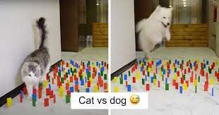 Follow this tips to make the transition easier for both you … This Viral Challenge Shows How Differently Cats And Dogs Deal With Obstacles In Their Way Bored Panda