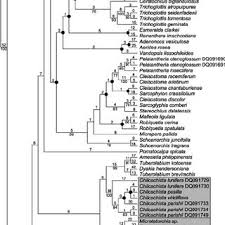 Image result for Microcoelia nyungwensis
