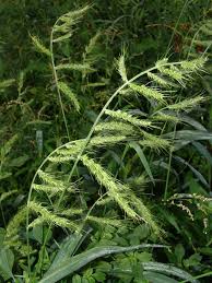 Image result for Echinochloa pyramidalis
