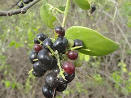 Image result for Salvadoraceae