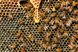 We did not find results for: The Honeycomb Tattoo Design Meanings And Ideas