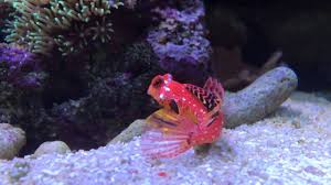Scooter blennies (dragonets), spawning dragonets hi, thanks for all the answers in advance!!! Flame Scooter Dragonet Youtube