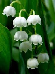 Photo Lily Of The Valley By Nina Alekseevich Lily Of The Valley Beautiful Flowers Birthday Flowers