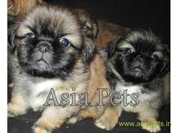 We did not find results for: Lhasa Apso Puppies For Sale In Patna On Best Price Asiapets