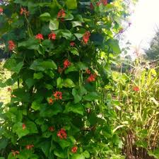 Runner bean (scientific name phaseolus coccineus) is also known as multiflora bean or scarlet runner bean. Organic Scarlet Emperor Runner Pole Bean Fruition Seeds