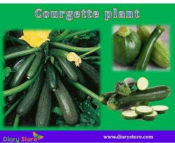 Zucchinis are high in fiber and low in calories; Courgette Vegetable Health Benefits Nutritional Facts Zucchini Diary Store