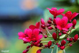 Download Premium Image Of Macro Of Real Red Flower Nature 52481 Red Flowers Wonderful Flowers Flowers