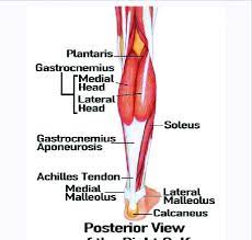 Medial and lateral heads of the gastrocnemius muscle. Anatomy Of The Posterior Calf Of The Right Leg Modified After 2 By Download Scientific Diagram