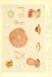 Glaucus Or The Wonders Of The Shore Biodiversity Heritage Library Science Illustration Natural History Biodiversity