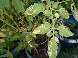 Although powdery mildew rarely kills tomatoes, it can reduce your yield and affect tomato taste. What Are These Lines On Tomato Leaves Gardening Landscaping Stack Exchange