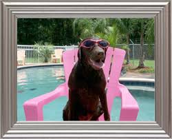 Compare rates and read reviews for free to find the best you can also check your options in apopka, fl for traditional preschool centers, or private care.com does not employ any caregiver and is not responsible for the conduct of any user of our site. Tour Pet Care Center S Beautiful Resort That Features A Doggy Swimming Pool And Parklands