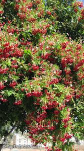 Image result for Combretum indicum
