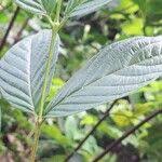 Image result for Heinsia