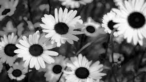 Igorvetushko smiling african american mother and grandmother hugging smiling granddaughter with bouquet of flowers isolated on grey. Tumblr Wallpapers Black And White Flowers E2 80 93 Background Rose Flower Black 1885x1060 Wallpaper Teahub Io