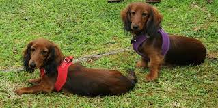 The size of the dachshund and the other parent breed can have a big effect on the size of a dachshund mix, so it's important to talk to the breeder about it. Home Regal Red Dachshunds
