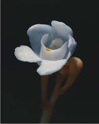 Image result for Didymoplexis