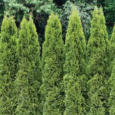 2, 3, 4, 5, 6, 7, 8, or 9 foot. White Cedar Eastern Arborvitae Brabant Thuja Occidentalis My Garden Life