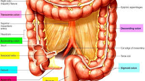 We did not find results for: Human Anatomy Appendix Anatomy Drawing Diagram