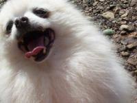 So the first year of your. Dog Age Chart Dog Years To Human Years How Old Is My Dog The Old Farmer S Almanac