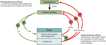 Animal Reproductive Structures And Functions Biology 1520 Reproductive System Hormones Biology