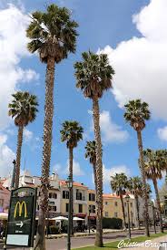 Washingtonia filifera struggles to grow in pots, often dying for unknown reasons; Palmeira De Saia Washingtonia Robusta Flores E Folhagens