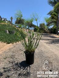 Image result for Cyperus kirkii