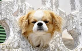 Maybe you would like to learn more about one of these? Mobile Dog Grooming Houston Metro Do Mobile Groomers Require Shot Records Pets Care By Candy