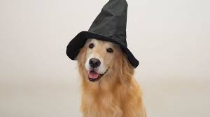 Pin By Aviva Nguyen On Scamper Hogwarts Which Hogwarts House Dogs