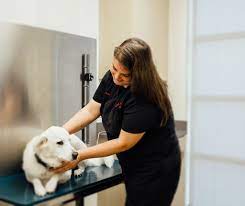 Places near tucson, az with cheap veterinarians. Cheap Vet Near Me 11 Ways To Get Free Or Cheap Vet Care Near Me