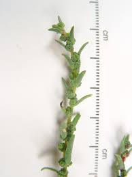 Image result for Suaeda