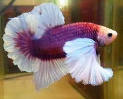 Type Of Betta Fish If You Are Like Me And Have A Strong Passion For Freshwater Aquariums You Have Probably Considered Incor Betta Fish Types Betta Fish Betta