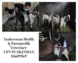 Paramedik veteriner mahir balai pelatihan pegawai pertanian sulsel. Yankeswan Oleh Medik Dan Paramedik Veteriner Upt Puskeswan