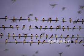 Muzdalifah koor sie perkap : Migrasi Ratusan Burung Layang Layang Ke Yogyakarta Republika Online