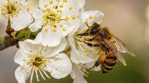 Honey Bees Can Understand The Concept Of Zero Bee On Flower Bee Bee Friendly Plants