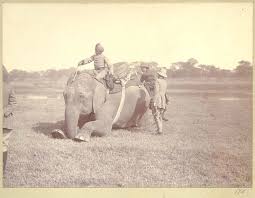 Asian Hunting Photos[HUNTING ANIMALS ...