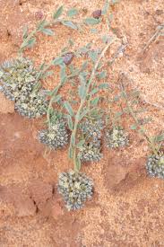 Image result for Limeum