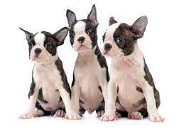 Our boston terrier puppies for sale come from either usda licensed commercial breeders or hobby breeders with no more than 5 breeding mothers. Boston Terrier Breeders In The United States And Canada Boston Terrier Society