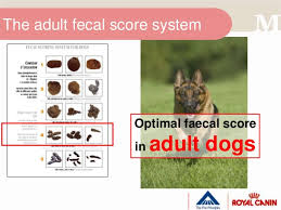 canine fecal score