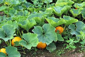 As you type, links to relevant products may be suggested for your convenience. Pumpkin Vines Everything You Ever Wanted To Know