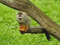 Central American Squirrel Monkey Saimiri Oerstedii Photo From Iggino Van Bael Squirrel Monkey Squirrel Central American