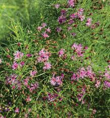 Image result for Vernonia natalensis